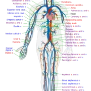 Circulatory System